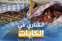 بالصور ..حجز 400 “كناري” بميناء مستغانم