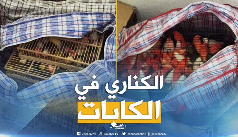 بالصور ..حجز 400 “كناري” بميناء مستغانم