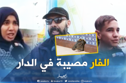 بالفيديو ..هذا ما يفعله الفأر في بيوت الجزائريين