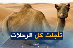 جمل هارب من حديقة الحيوان يتسبب بإضطراب حركة القطارات