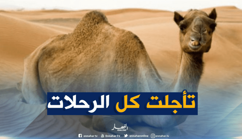 جمل هارب من حديقة الحيوان يتسبب بإضطراب حركة القطارات