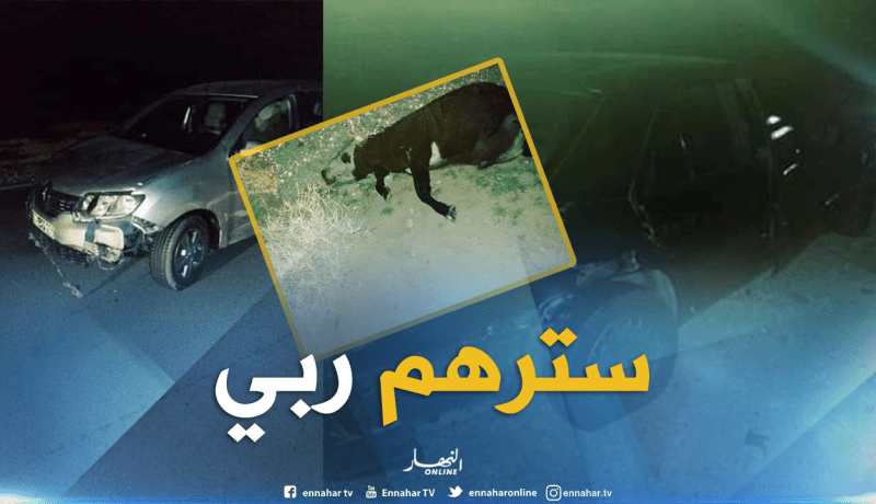 بالصور.. بقرة كادت تودي بحياة 4 أشخاص بتبسة