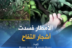 الأمطار تُتلف أشجار التفاح بباتنة