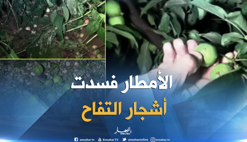 الأمطار تُتلف أشجار التفاح بباتنة