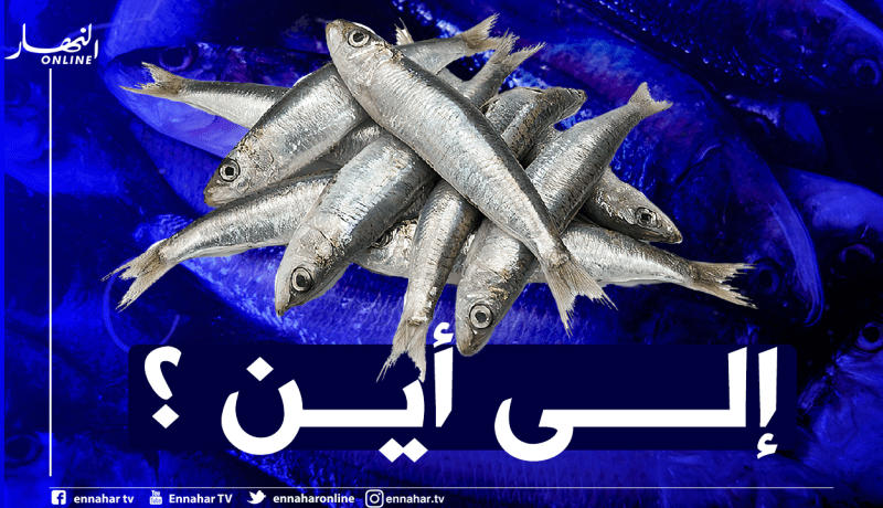 السردين بـ1000 دينار في أسواق العاصمة