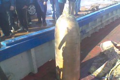 العثور على صاروخ في أعماق البحر بميناء بوهارون في تيبازة