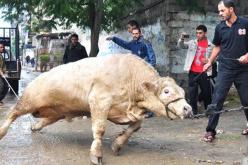 فتوى مصرية: ذبح الأضاحي في الشوارع من السيئات الكبرى !