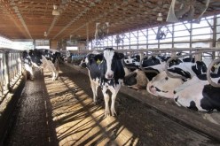 تدابير وقائية لتفادي خطر الإصابة و انتشار الحمى القلاعية في بومرداس