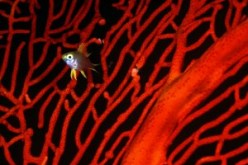 إحباط محاولة تهريب أكثر من قنطار من المرجان الأحمر