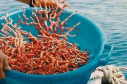 حجز بسطيف ما يقارب 10 كلغ من المرجان موجه للتهريب