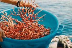 حجز 45 كلغ من المرجان بالعيون في الطارف