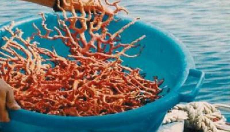 حجز 30 كلغ من المرجان بالعيون بولاية الطارف