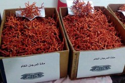 حجز أزيد من 4 كلغ من المرجان وتوقيف 3 أشخاص بسيدي سالم في عنابة