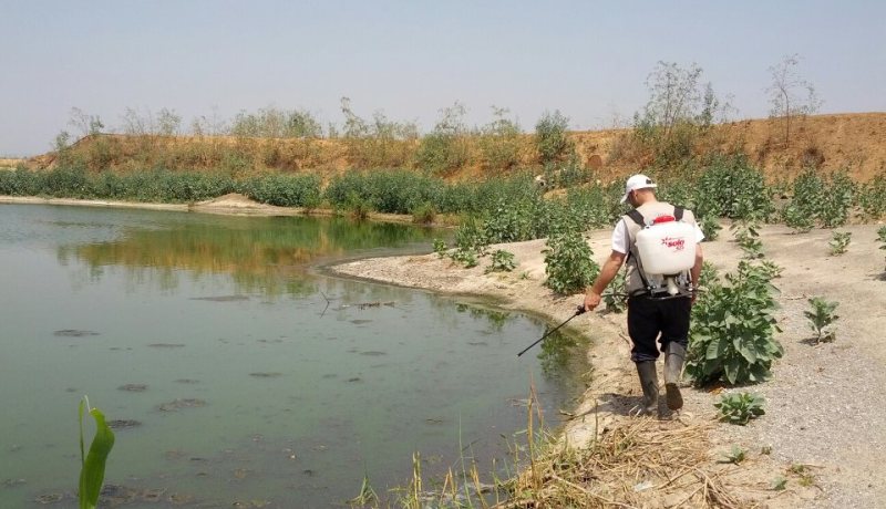 إطلاق عملية واسعة لمكافحة يرقات البعوض بالشلف في مارس القادم