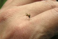 وباء الملاريا يفتك بشاب في باتنة