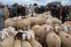 غلق أسواق الماشية ومنع نقل الحيوانات دون رخصة بيطرية