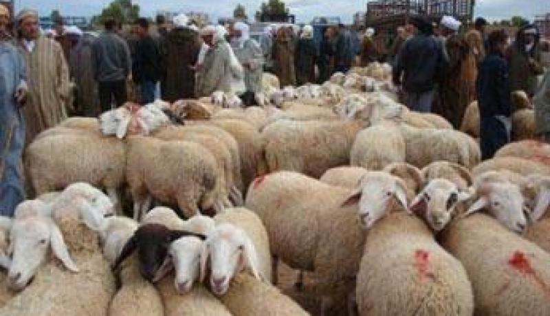 غلق أسواق الماشية ومنع نقل الحيوانات دون رخصة بيطرية