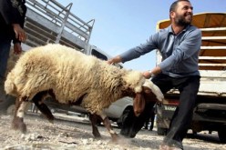 يطعن الأضحية 30 مرة بعد ذبحها بسبب خلاف مع أمه في المسيلة