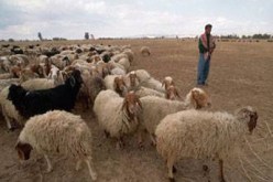 سرقة 60 رأس غنم في بلدية بئر بوحوش بسوق أهراس