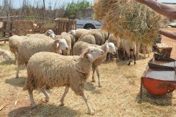 تيارت.. استرجاع 135 رأس من الغنم والماعز بعد سرقتها عشية عيد الأضحى 