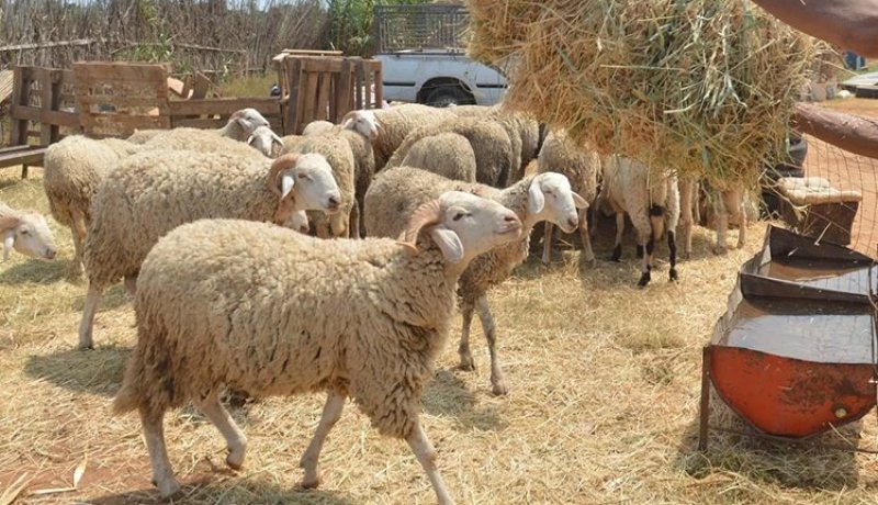 تيارت.. استرجاع 135 رأس من الغنم والماعز بعد سرقتها عشية عيد الأضحى 