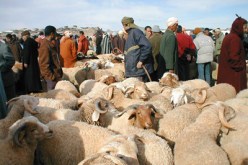 حظـر بيـع الأغنـام قبـل الأسبـوع الأخـير مـن عيـد الأضـحى