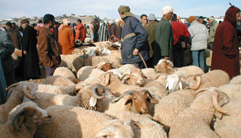 حظـر بيـع الأغنـام قبـل الأسبـوع الأخـير مـن عيـد الأضـحى
