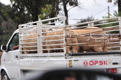 تنقل المواشي بين الولايات دون رخصة…. ممنوع