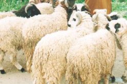 قصة فداء إسماعيل