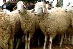 طاعون المواشي يسمم العلاقة بين الجزائر والمغرب