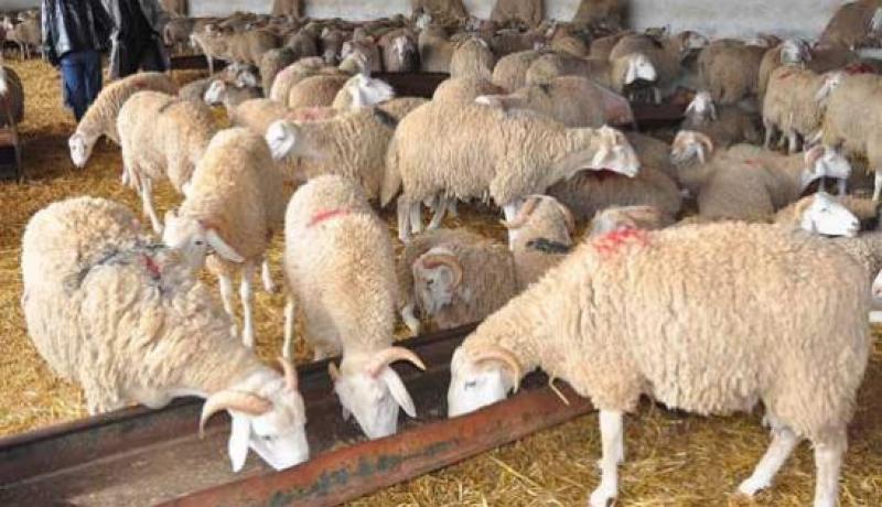 مركب مجمع الماشية لبجاية يشارك في عملية بيع أضاحي العيد