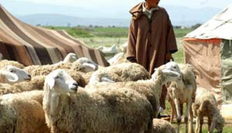 كارثة تحل برؤوس الأغنام بولاية الأغواط والموّالون يبيعون ماشيتهم وينزحون نحو المدن