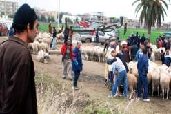 3 ‬ملايين ‬أسعار كباش في‮ ‬هيئة قطط