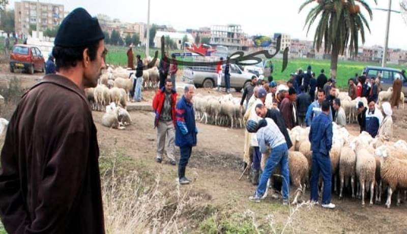 3 ‬ملايين ‬أسعار كباش في‮ ‬هيئة قطط