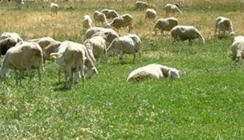 تهريب الأغنام عبر الحدود يلعب دورا كبيرا في انتقال الداء…منظمة التغذية والزراعة “فاو” تؤكد وصول طاعون المجترات الصغيرة إلى الجزائر