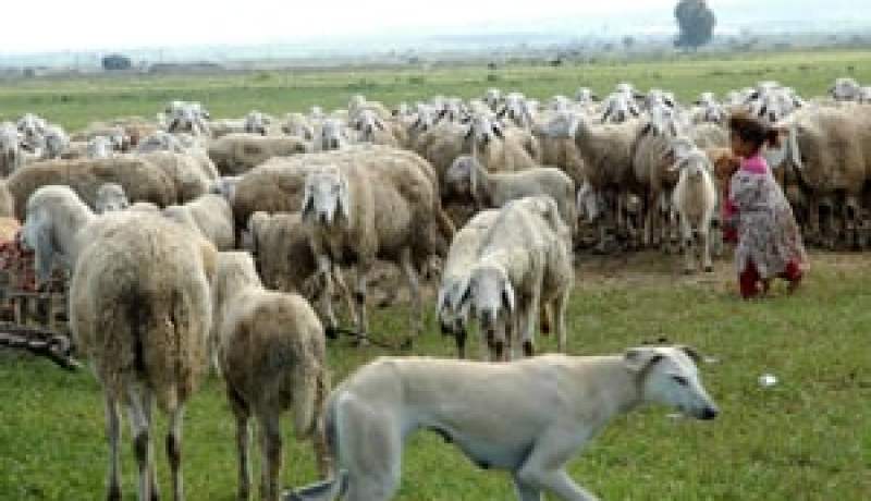 المحافظة السامية لتطوير السهوب تحقق ثلاثة ملايين هكتار من المساحات الرعوية بالجلفة