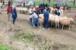 عليوي وولد الحسين أسعار الماشية ستستقر وداء اللسان الأزرق خطة من البزناسية لاستنزاف جيوب المواطنين