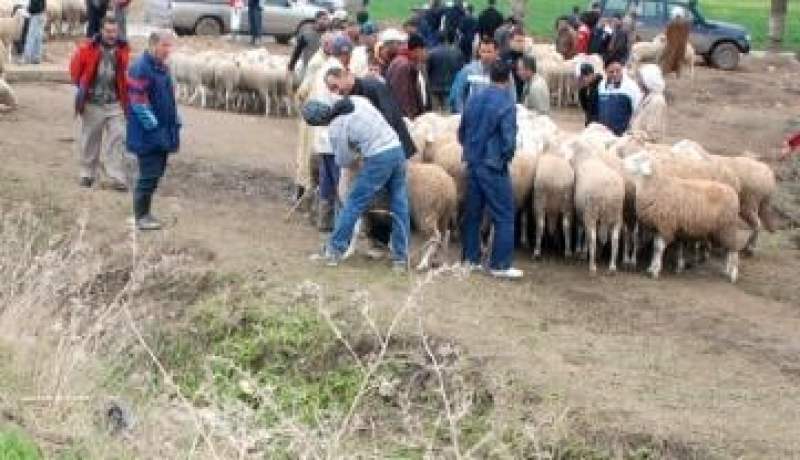 عليوي وولد الحسين أسعار الماشية ستستقر وداء اللسان الأزرق خطة من البزناسية لاستنزاف جيوب المواطنين