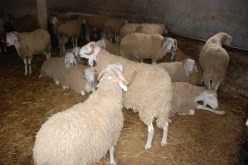 الموالون يرفضون بيع كبش العيد و ينتظرون “انهيار السوق”