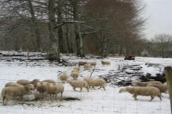 هلاك أزيد من 7 آلاف رأس من الماشية وإتلاف عدة مساحات زراعية بسوق أهراس