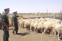 تفكيك شبكة مختصة في سرقة المواشي بالبيض