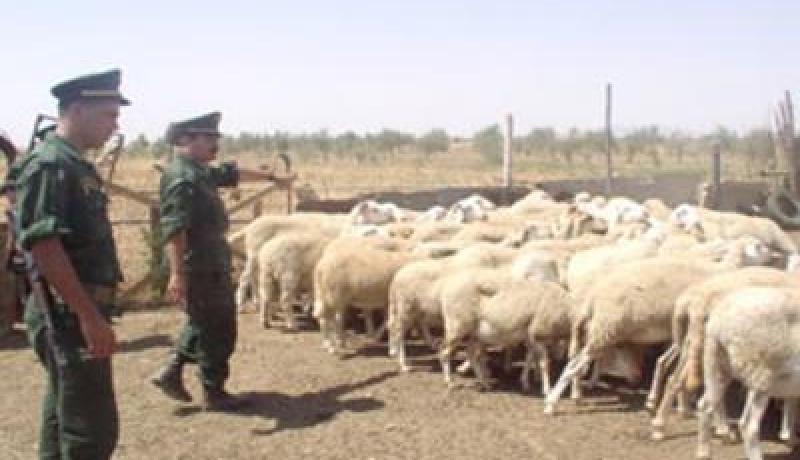 تفكيك شبكة مختصة في سرقة المواشي بالبيض