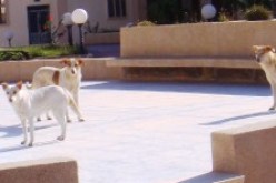 أنفلونزا الكلاب بالمسيلة