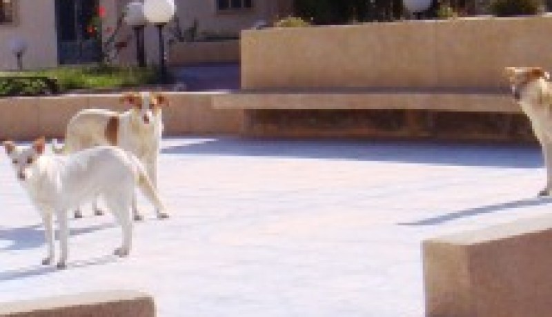 أنفلونزا الكلاب بالمسيلة