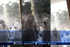 هذه هي حقيقة فيديو إسعاف مريضة عند مدخل المستشفى الجامعي بعنابة!