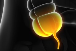 دراسة جديدة تثبت حقيقة وظيفة الزائدة الدودية