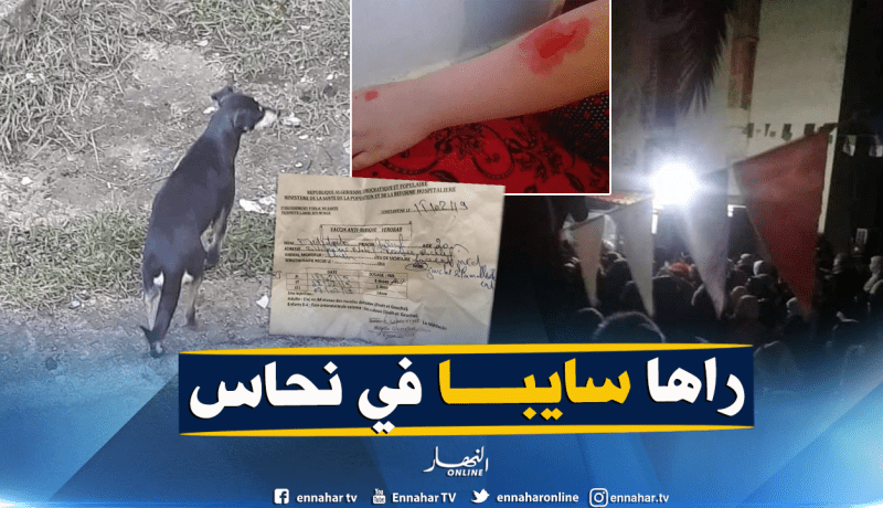 بالفيديو والصور.. الإقامة الجامعية نحاس بقسنطينة مرتع للفساد والكلاب الضالة