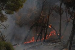 اندلاع حريق أتلف أزيد من 350 شجرة مثمرة و2 هكتار من الأشجار بالعيون بتيسمسيلت