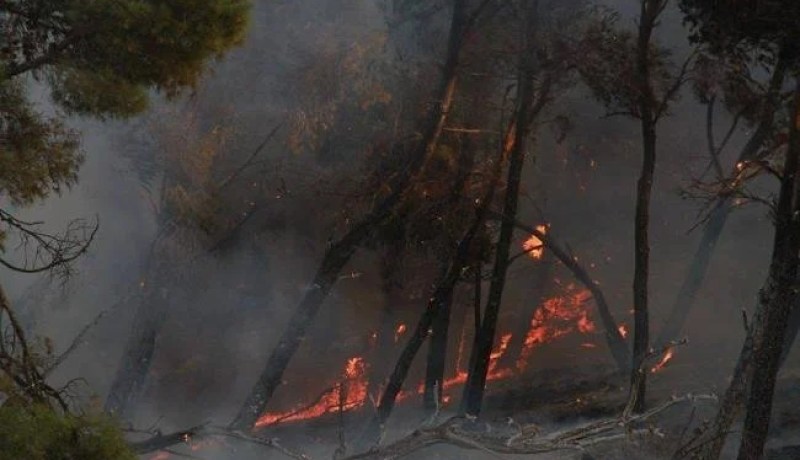 اندلاع حريق أتلف أزيد من 350 شجرة مثمرة و2 هكتار من الأشجار بالعيون بتيسمسيلت