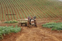 هكذا سيتم التنازل عن أراضي «البايلك» للاستثمار الفلاحي